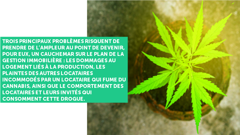 Légaliser la culture de cannabis dans des logements est irresponsable