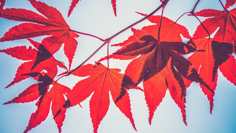 La location d’un appartement à l’automne