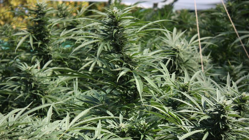 Cannabis : le fédéral doit reconsidérer sa position