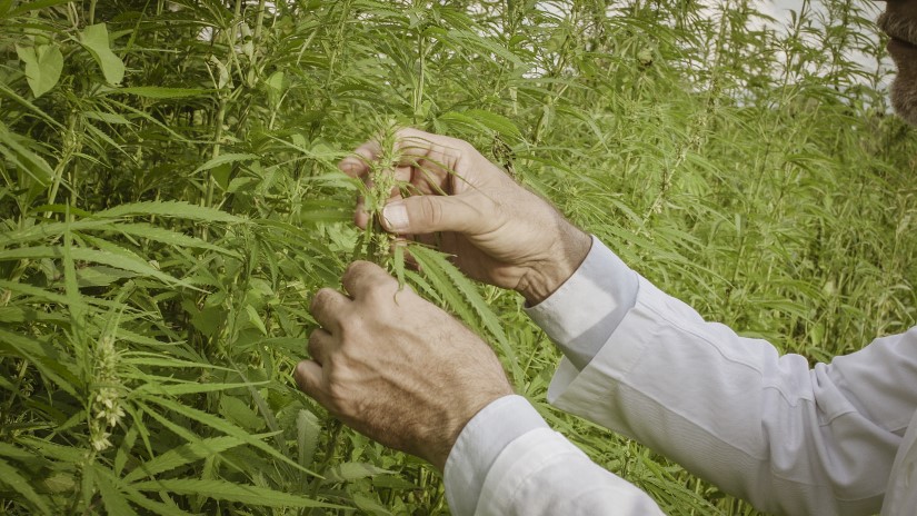 Cannabis médical : le gouvernement s’en lave encore les mains