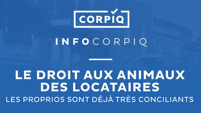 Le droit aux animaux des locataires : les proprios sont déjà très conciliants