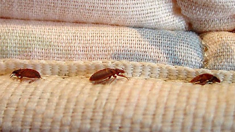 Bed Bugs: Tenant’s Lack of Cooperation Justifies the Termination of his Lease